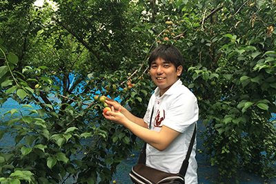 「和歌山県みなべ町南高梅畑」